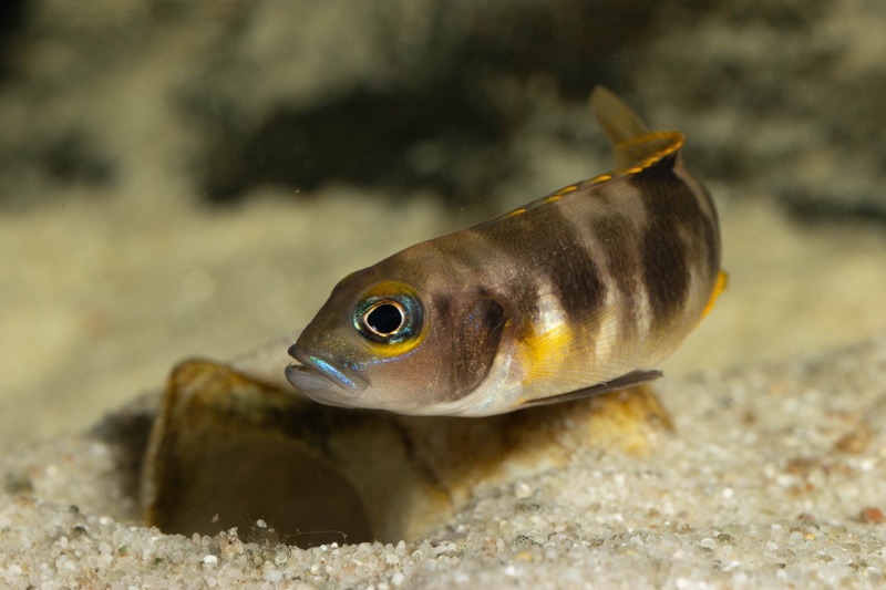 Lepidiolamprologus boulengeri 'Kigoma'